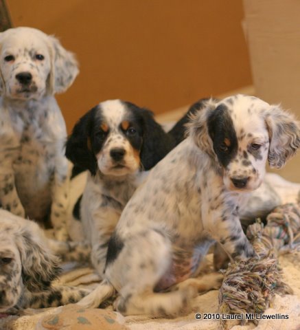  Llewellin Setter pups